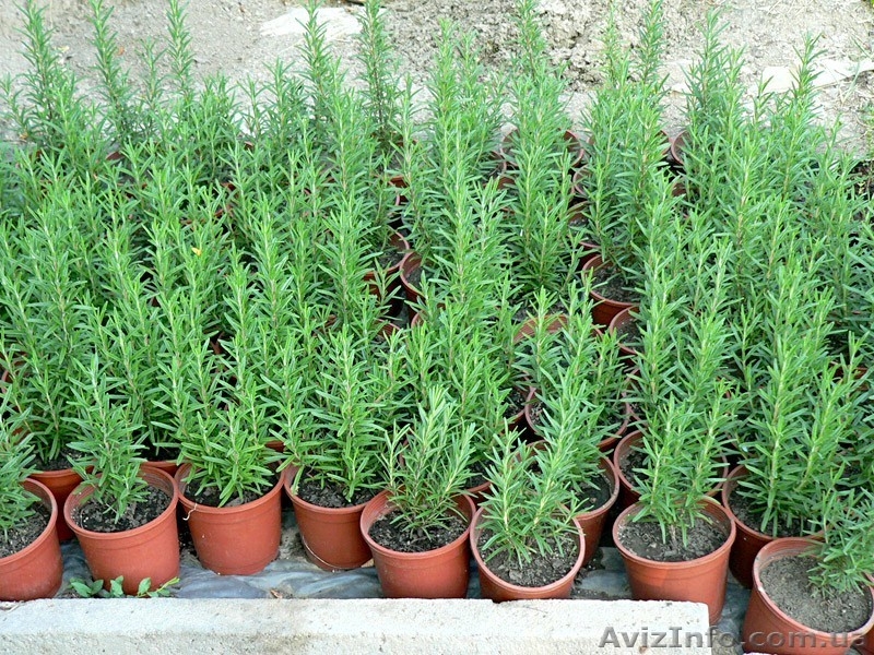 Продаю семена,сажанцы,цветы. - <ro>Изображение</ro><ru>Изображение</ru> #3, <ru>Объявление</ru> #559757