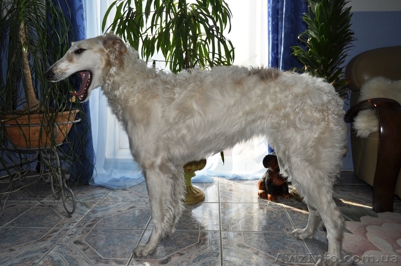 Русская борзая Ксения ищет нового хозяина  - <ro>Изображение</ro><ru>Изображение</ru> #1, <ru>Объявление</ru> #756677