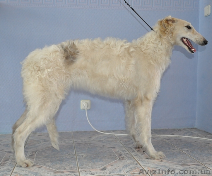 Русская борзая Ксения ищет нового хозяина  - <ro>Изображение</ro><ru>Изображение</ru> #2, <ru>Объявление</ru> #756677