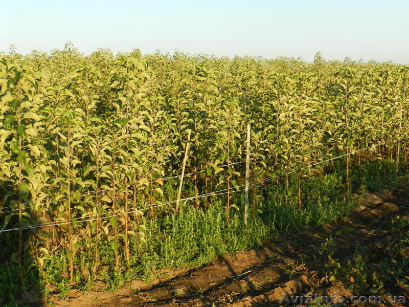 Продам саженцы яблони на М-9, М-26, ММ-106 - <ro>Изображение</ro><ru>Изображение</ru> #2, <ru>Объявление</ru> #765577