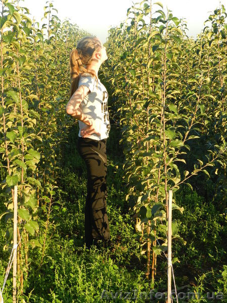 Продам саженцы яблони на М-9, М-26, ММ-106 - <ro>Изображение</ro><ru>Изображение</ru> #1, <ru>Объявление</ru> #765577