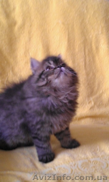 Котята персы  экстремалы породные - <ro>Изображение</ro><ru>Изображение</ru> #3, <ru>Объявление</ru> #782648