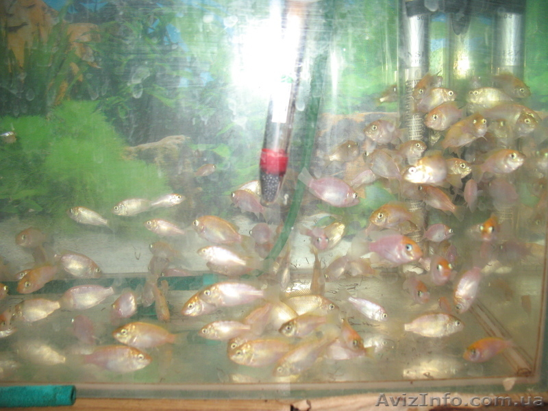 продам тиляпию красную - <ro>Изображение</ro><ru>Изображение</ru> #4, <ru>Объявление</ru> #817435