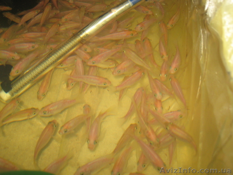 продам тиляпию красную - <ro>Изображение</ro><ru>Изображение</ru> #2, <ru>Объявление</ru> #817435