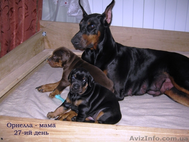 Щенки добермана от Чемпиона Европы - <ro>Изображение</ro><ru>Изображение</ru> #2, <ru>Объявление</ru> #820450