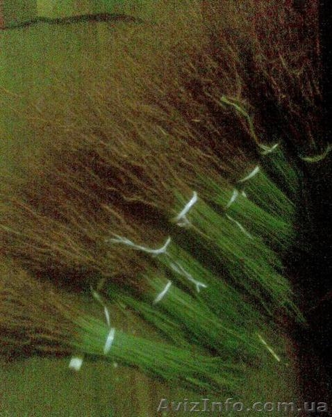 Подвой (сеянцы) алычи - <ro>Изображение</ro><ru>Изображение</ru> #3, <ru>Объявление</ru> #847808