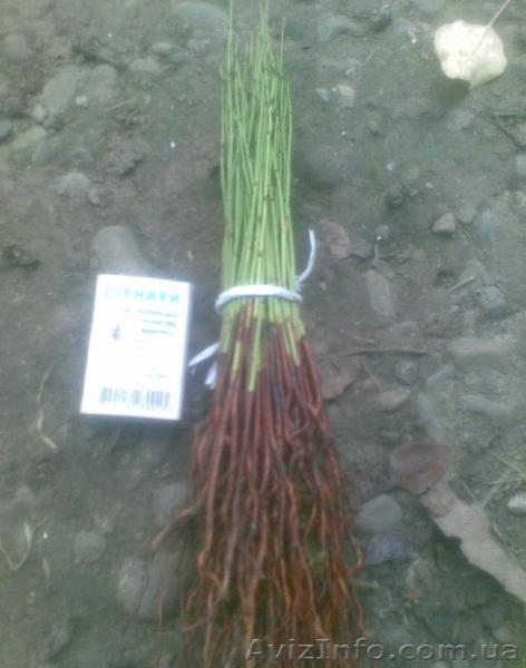 Подвой (сеянцы) алычи - <ro>Изображение</ro><ru>Изображение</ru> #1, <ru>Объявление</ru> #847808