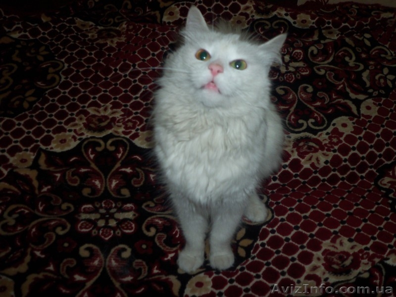 Отдам в хорошие и заботливые руки кошечку  - <ro>Изображение</ro><ru>Изображение</ru> #1, <ru>Объявление</ru> #925873