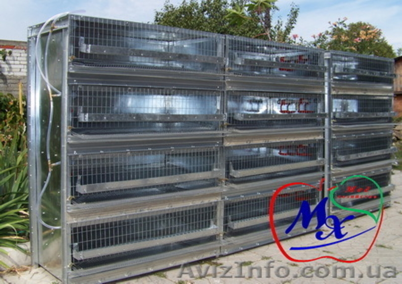 Клеточное оборудование для перепелиного хозяйства на 1000 голов. - <ro>Изображение</ro><ru>Изображение</ru> #1, <ru>Объявление</ru> #975648