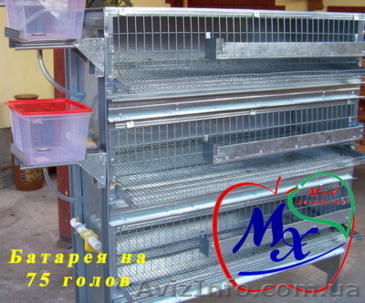 Клеточное оборудование для перепелиного хозяйства на 1000 голов. - <ro>Изображение</ro><ru>Изображение</ru> #4, <ru>Объявление</ru> #975648