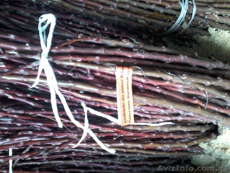 Подвой яблони М106. М9, привитый сорт под заказ - <ro>Изображение</ro><ru>Изображение</ru> #5, <ru>Объявление</ru> #1021601