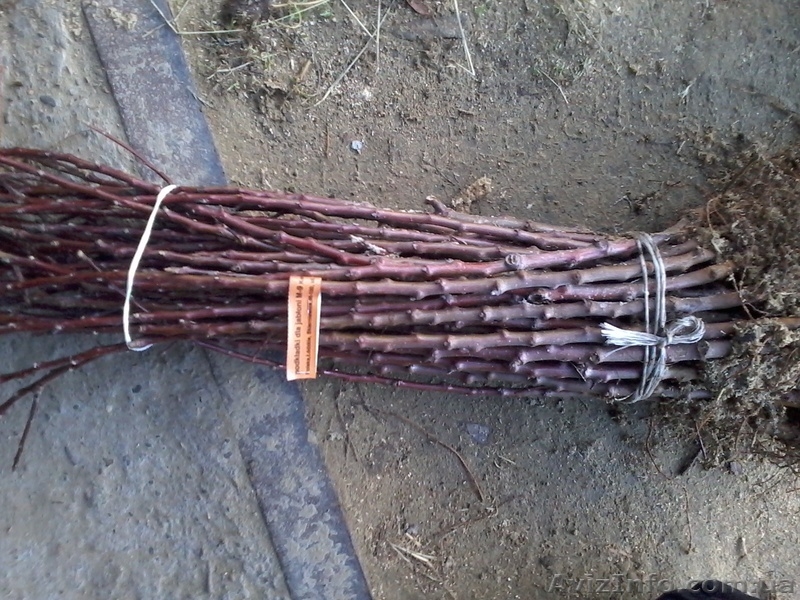 Подвой яблони М9, М106. Привитый сорт под заказ. - <ro>Изображение</ro><ru>Изображение</ru> #6, <ru>Объявление</ru> #1021612