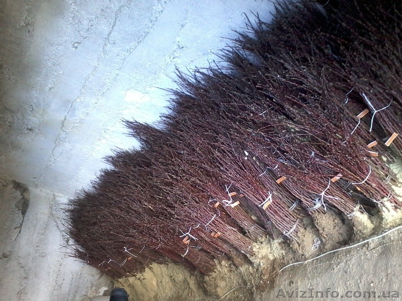 Подвой яблони М106. М9, привитый сорт под заказ - <ro>Изображение</ro><ru>Изображение</ru> #3, <ru>Объявление</ru> #1021601