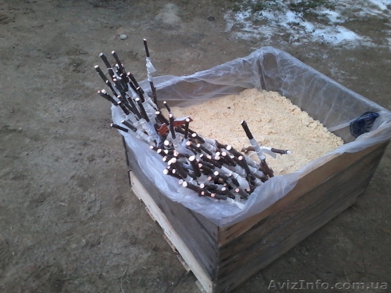 Подвой яблони М9, М106. Привитый сорт под заказ. - <ro>Изображение</ro><ru>Изображение</ru> #2, <ru>Объявление</ru> #1021612