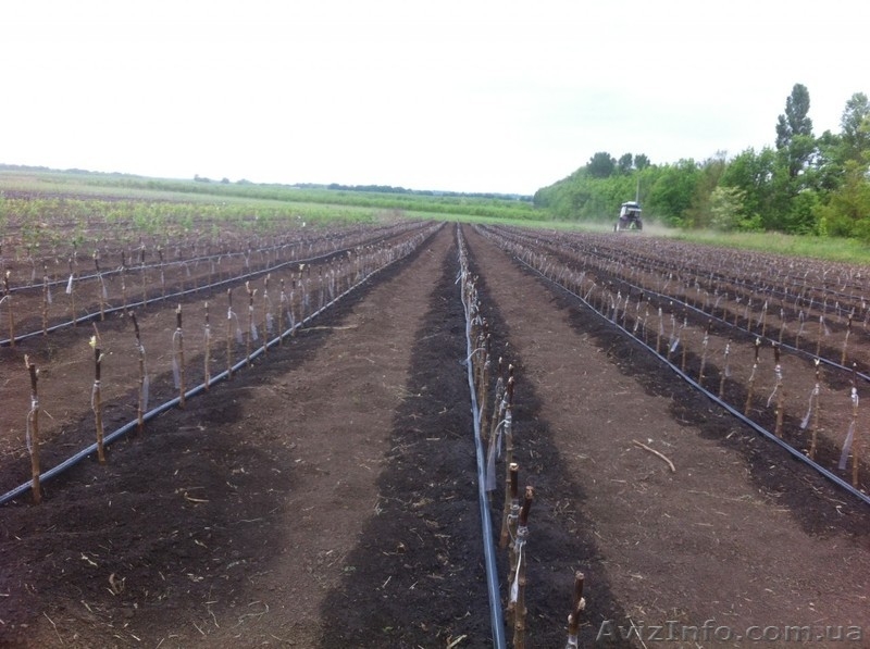 Підщепа м9, Голландської селекції, прививка, сорт під замовлення. - <ro>Изображение</ro><ru>Изображение</ru> #3, <ru>Объявление</ru> #1024609