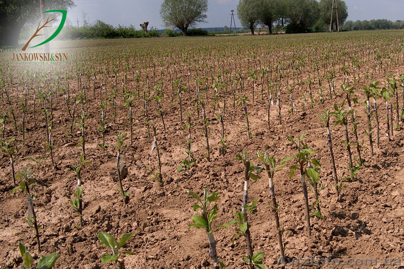 Підщепа м9, Голландської селекції, прививка, сорт під замовлення. - <ro>Изображение</ro><ru>Изображение</ru> #4, <ru>Объявление</ru> #1024609