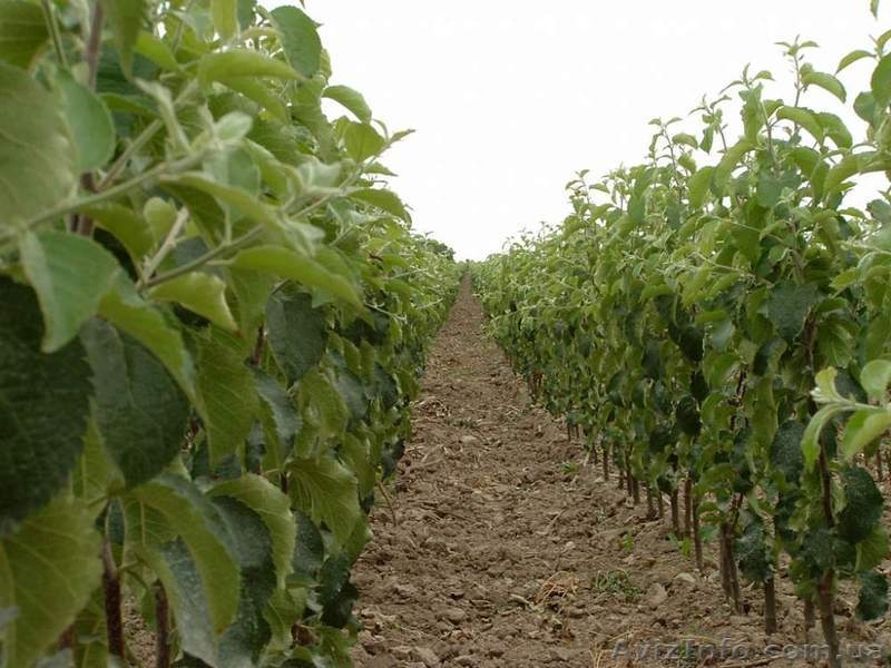 Підщепа м9, Голландської селекції, прививка, сорт під замовлення. - <ro>Изображение</ro><ru>Изображение</ru> #6, <ru>Объявление</ru> #1024609