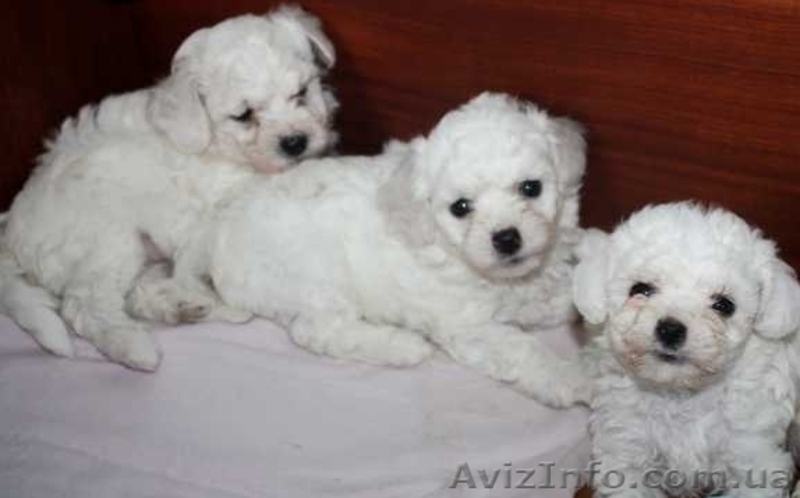 Бишон фризе - красивая,  - <ro>Изображение</ro><ru>Изображение</ru> #2, <ru>Объявление</ru> #1089914