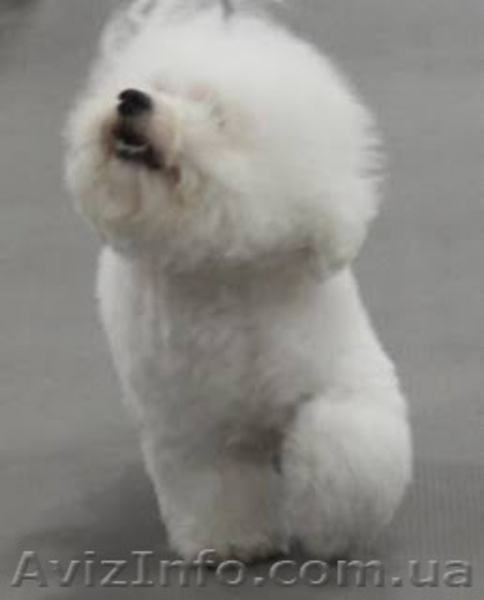 Бишон фризе - красивая,  - <ro>Изображение</ro><ru>Изображение</ru> #1, <ru>Объявление</ru> #1089914