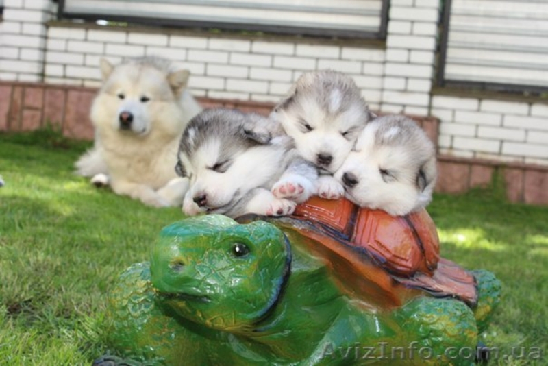 Предлагаются для продажи щенки аляскинского маламута - <ro>Изображение</ro><ru>Изображение</ru> #2, <ru>Объявление</ru> #1099661