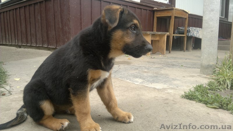 продаю щенков овчарки - <ro>Изображение</ro><ru>Изображение</ru> #4, <ru>Объявление</ru> #1097973