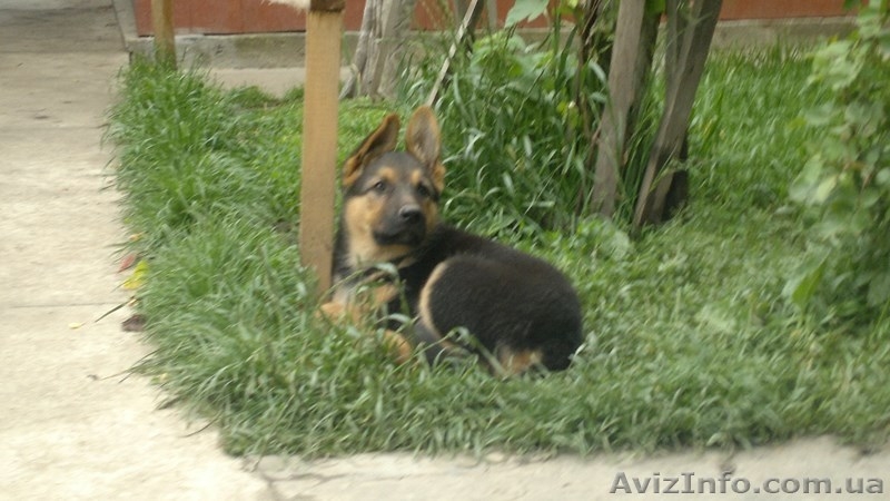 продаю щенков овчарки - <ro>Изображение</ro><ru>Изображение</ru> #2, <ru>Объявление</ru> #1097973