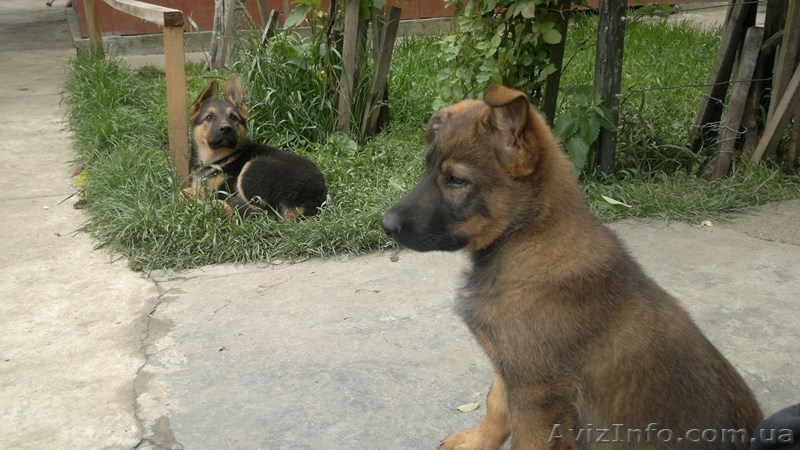 продаю щенков овчарки - <ro>Изображение</ro><ru>Изображение</ru> #3, <ru>Объявление</ru> #1097973