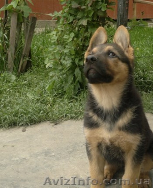 продаю щенков овчарки - <ro>Изображение</ro><ru>Изображение</ru> #1, <ru>Объявление</ru> #1097973