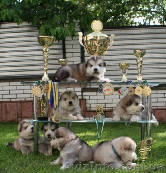 Предлагаются для продажи щенки аляскинского маламута - <ro>Изображение</ro><ru>Изображение</ru> #1, <ru>Объявление</ru> #1099661