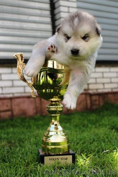 Предлагаются для продажи щенки аляскинского маламута - <ro>Изображение</ro><ru>Изображение</ru> #3, <ru>Объявление</ru> #1099661