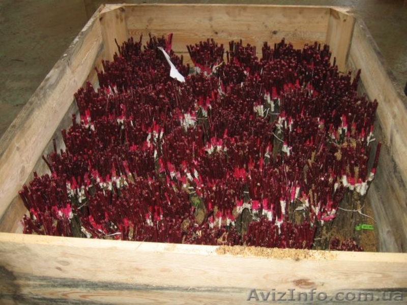 Продам привитые подвои М9. М26.Прививаем на заказ любой сорт - <ro>Изображение</ro><ru>Изображение</ru> #2, <ru>Объявление</ru> #1207059