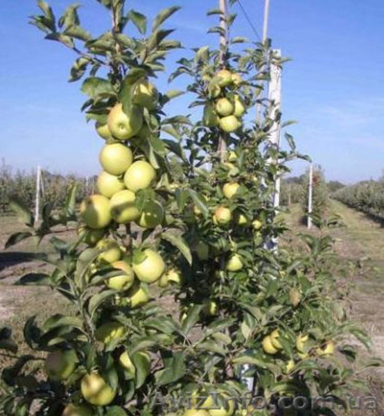 Продам привитые подвои М9. М26.Прививаем на заказ любой сорт - <ro>Изображение</ro><ru>Изображение</ru> #6, <ru>Объявление</ru> #1207059