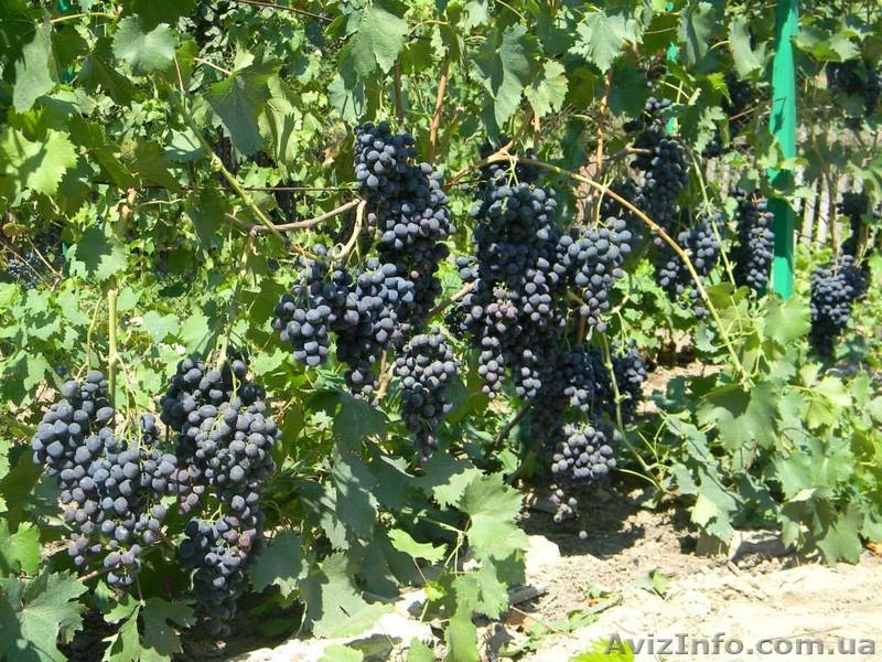 Саженцы винограда большой выбор круглогодично - <ro>Изображение</ro><ru>Изображение</ru> #8, <ru>Объявление</ru> #1206622