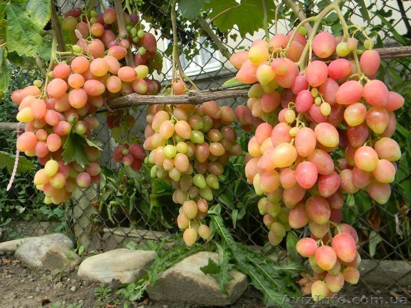 Черенки (чубуки) винограда - <ro>Изображение</ro><ru>Изображение</ru> #9, <ru>Объявление</ru> #1207686