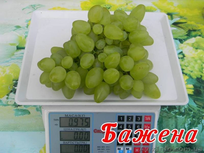 Саженцы винограда большой выбор круглогодично - <ro>Изображение</ro><ru>Изображение</ru> #3, <ru>Объявление</ru> #1206622