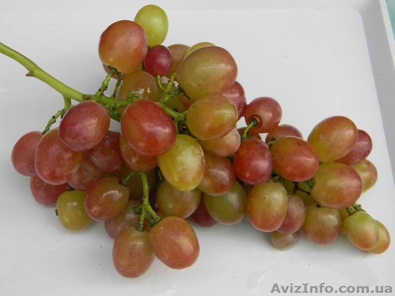 Саженцы винограда большой выбор круглогодично - <ro>Изображение</ro><ru>Изображение</ru> #4, <ru>Объявление</ru> #1206622