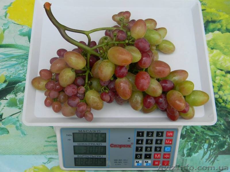 Черенки (чубуки) винограда - <ro>Изображение</ro><ru>Изображение</ru> #7, <ru>Объявление</ru> #1207686