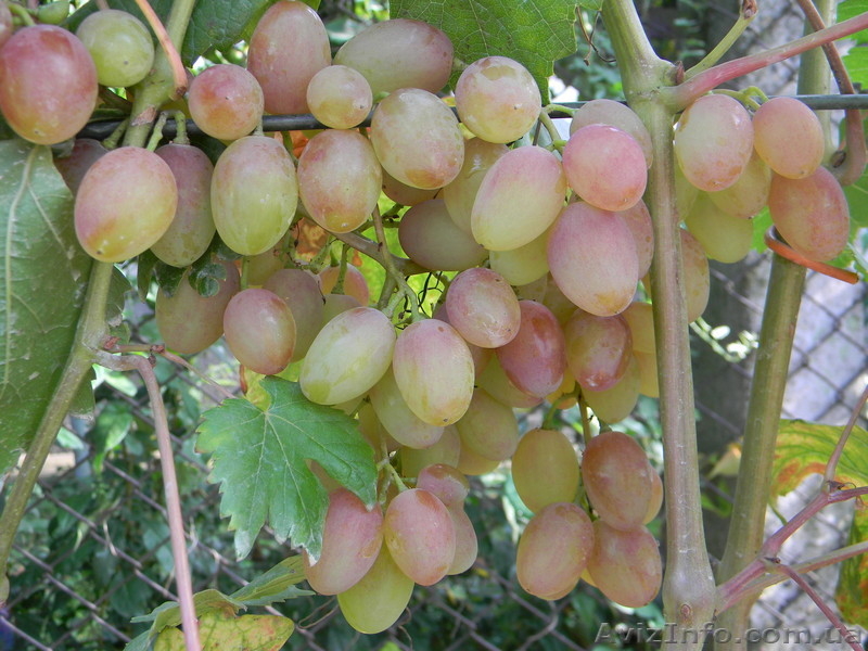 Черенки (чубуки) винограда - <ro>Изображение</ro><ru>Изображение</ru> #3, <ru>Объявление</ru> #1207686