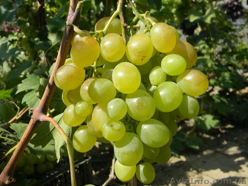 Черенки (чубуки) винограда - <ro>Изображение</ro><ru>Изображение</ru> #5, <ru>Объявление</ru> #1207686