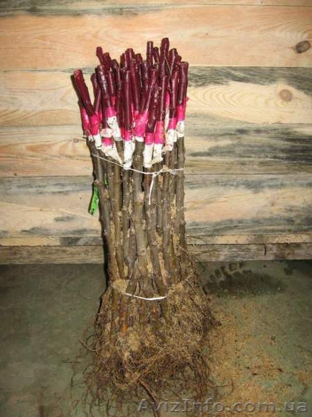 Продам привитые подвои М9. М26.Прививаем на заказ любой сорт - <ro>Изображение</ro><ru>Изображение</ru> #1, <ru>Объявление</ru> #1207059