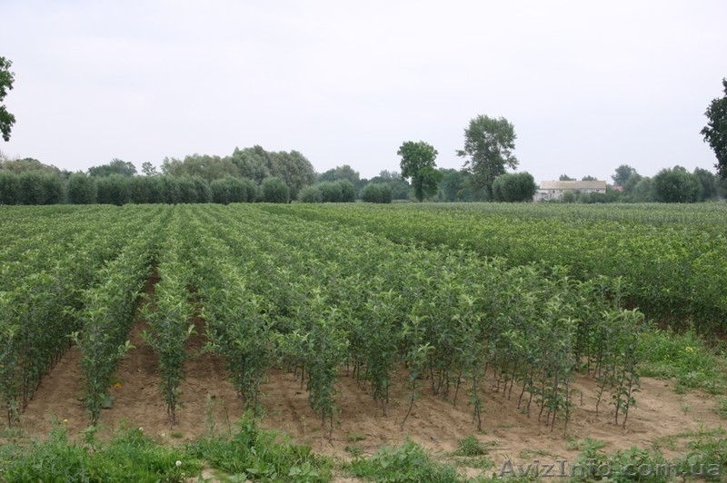 Продам привитые подвои М9. М26.Прививаем на заказ любой сорт - <ro>Изображение</ro><ru>Изображение</ru> #5, <ru>Объявление</ru> #1207059