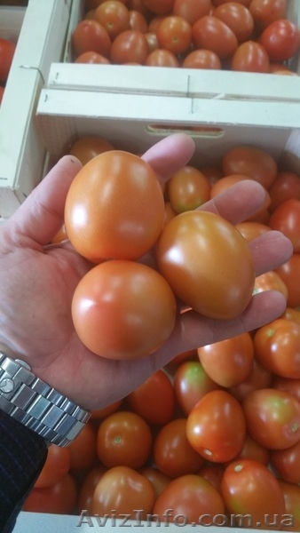 продаем томаты из Испании - <ro>Изображение</ro><ru>Изображение</ru> #3, <ru>Объявление</ru> #1337546