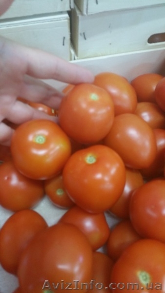продаем томаты из Испании - <ro>Изображение</ro><ru>Изображение</ru> #2, <ru>Объявление</ru> #1337546