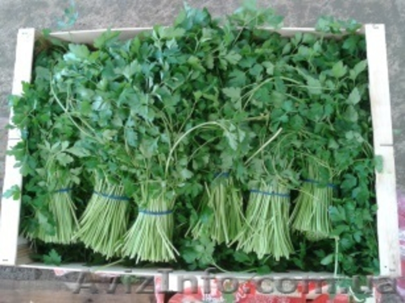 Продаем зелень из Испании - <ro>Изображение</ro><ru>Изображение</ru> #1, <ru>Объявление</ru> #1406261