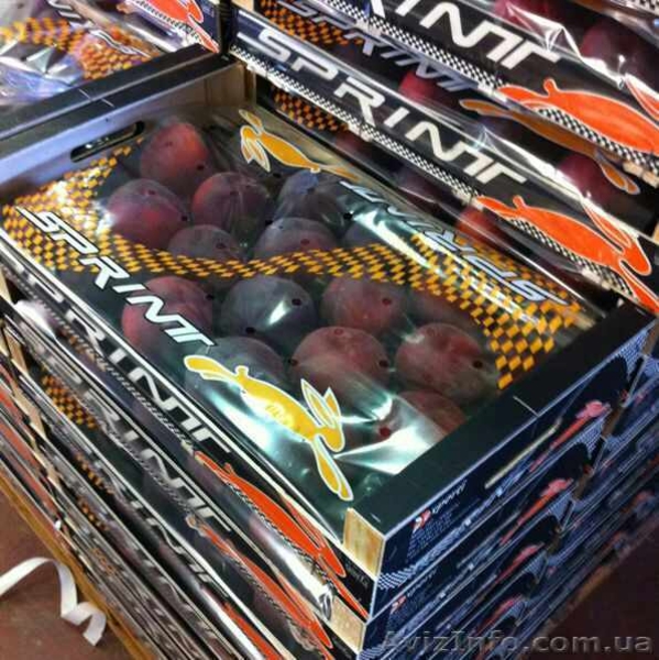 Продаем сливу из Испании - <ro>Изображение</ro><ru>Изображение</ru> #4, <ru>Объявление</ru> #1406260