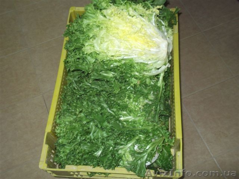 Продаем зелень из Испании - <ro>Изображение</ro><ru>Изображение</ru> #3, <ru>Объявление</ru> #1406261