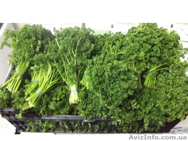 Продаем зелень из Испании - <ro>Изображение</ro><ru>Изображение</ru> #6, <ru>Объявление</ru> #1406261