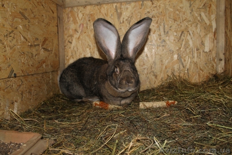 Кролики Бельгийский великан,Фландр, Обр,Ризен - <ro>Изображение</ro><ru>Изображение</ru> #2, <ru>Объявление</ru> #1513190