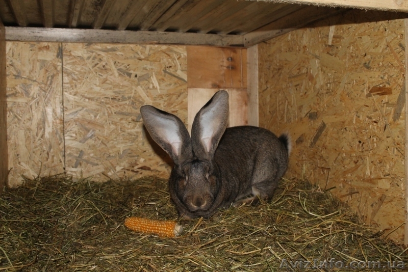 Кролики Бельгийский великан,Фландр, Обр,Ризен - <ro>Изображение</ro><ru>Изображение</ru> #3, <ru>Объявление</ru> #1513190