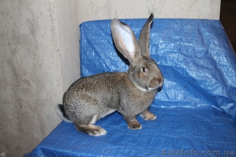 Кролики Бельгийский великан,Фландр, Обр,Ризен - <ro>Изображение</ro><ru>Изображение</ru> #7, <ru>Объявление</ru> #1513190